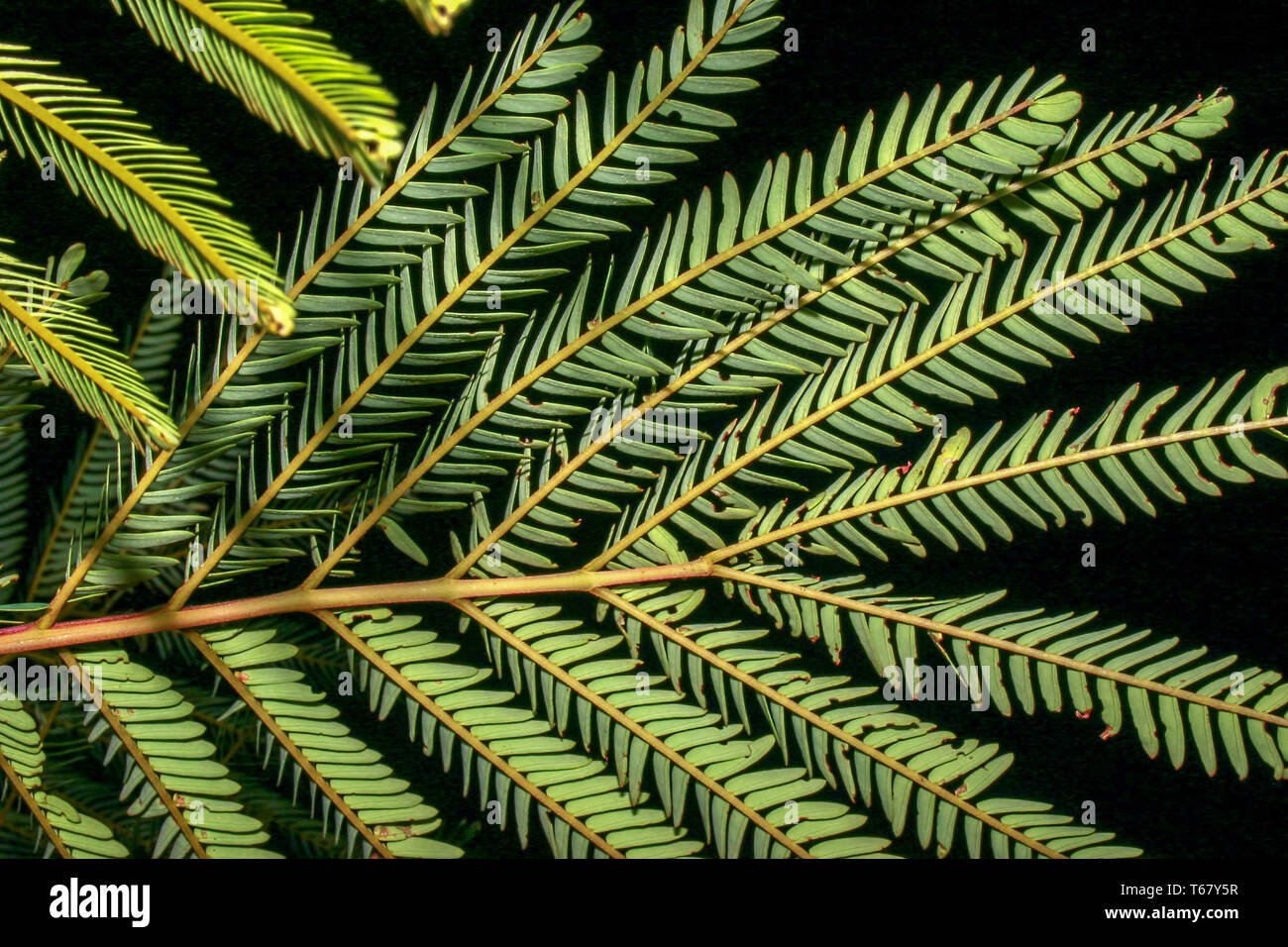 Close Up Mimosa Tree Leaves High Resolution Stock Photography and