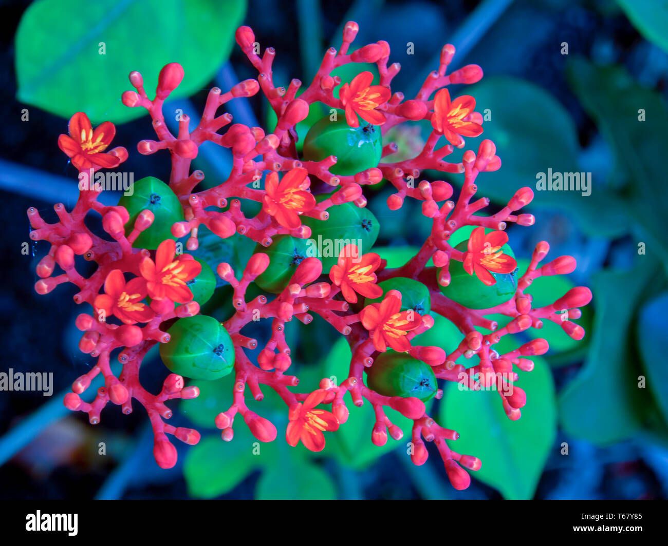 Close-up photography of the tiny delicate Buddha belly plant flowers