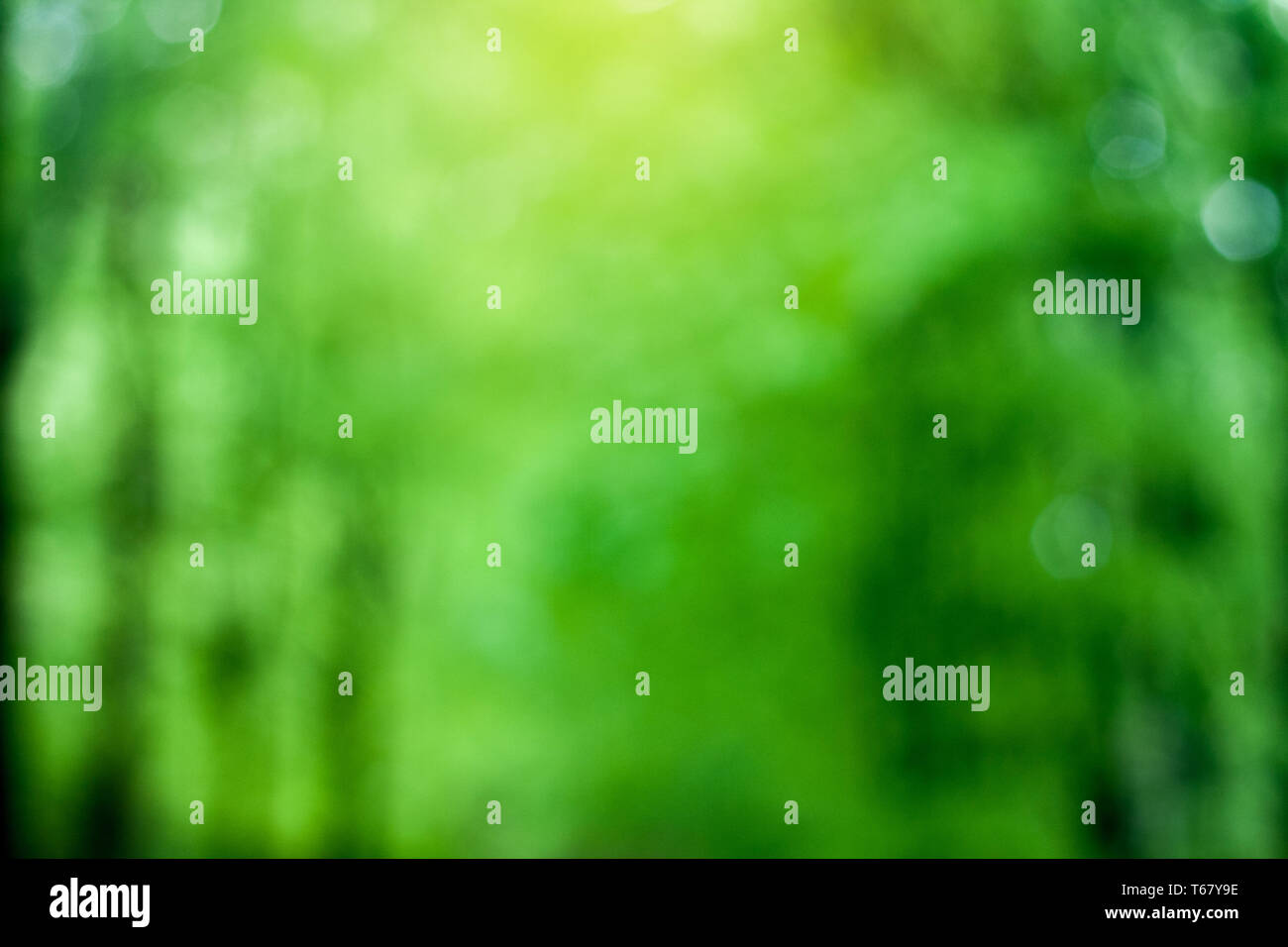 Blurred green tree leaves hi-res stock photography and images - Alamy