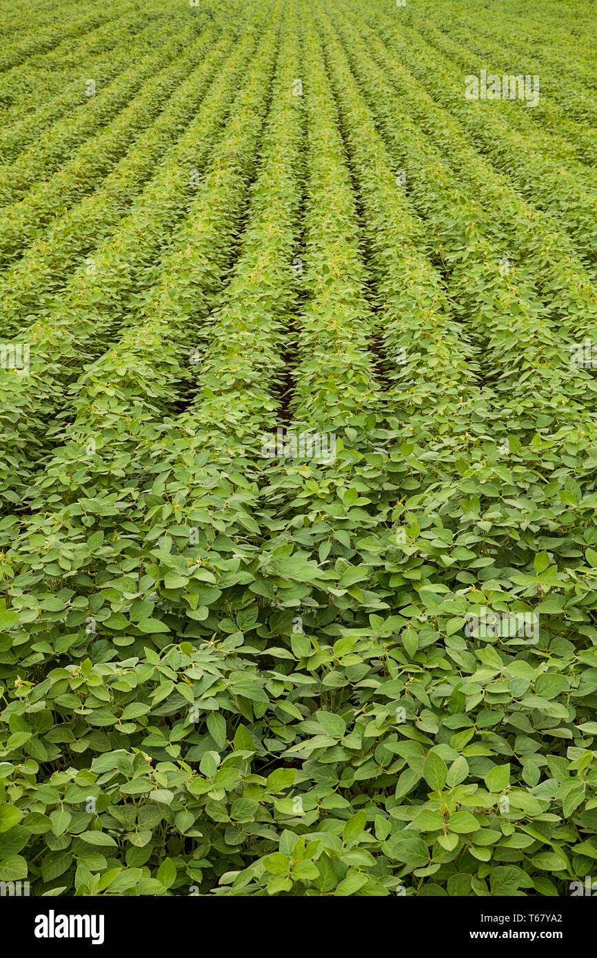 Agricultural soy plantation. Green growing soybeans plant. Image Stock