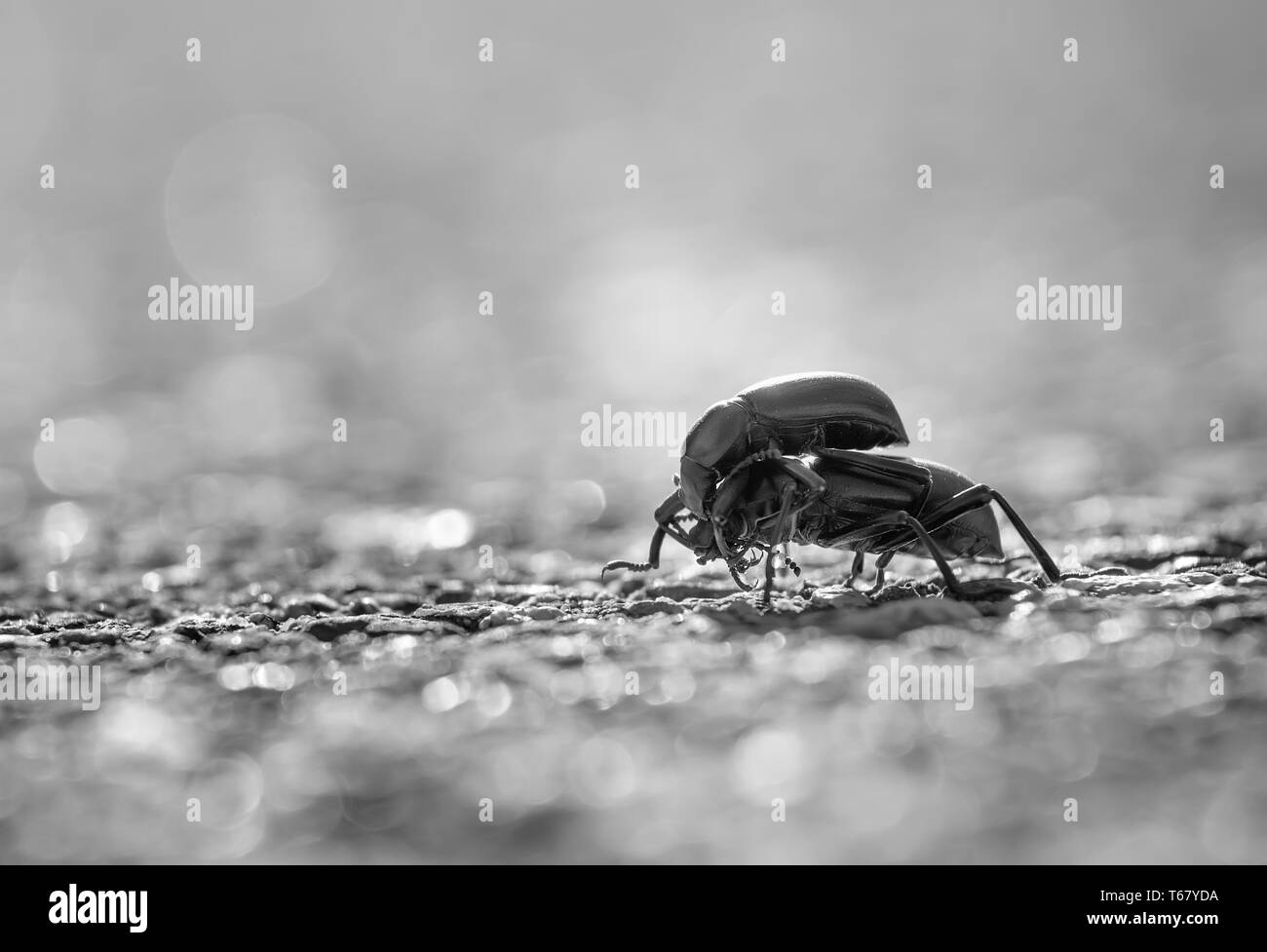 Black  Darkling Beetles Stock Photo