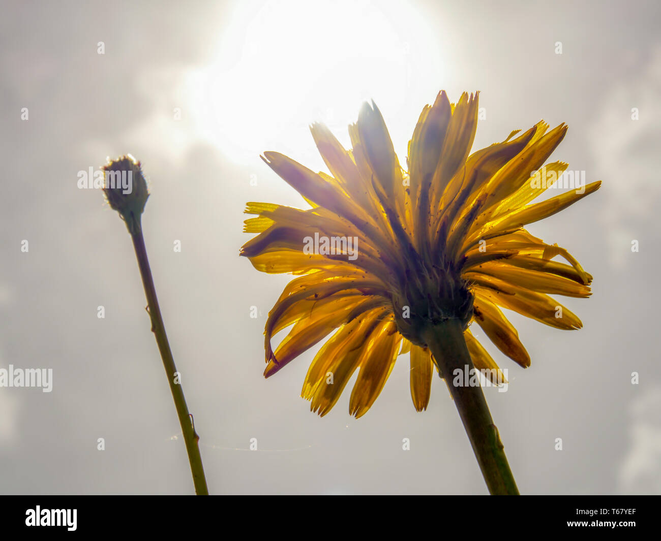 Dandelion Wildflower Sun Sky High Resolution Stock Photography and ...