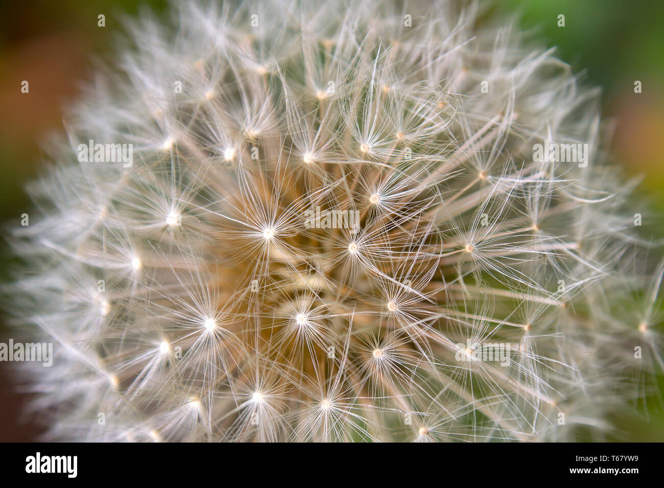 Macro photography of the parachutes of the dandelion seed head. Captured at a garden in the city of Bogota, Colombia. Stock Photo