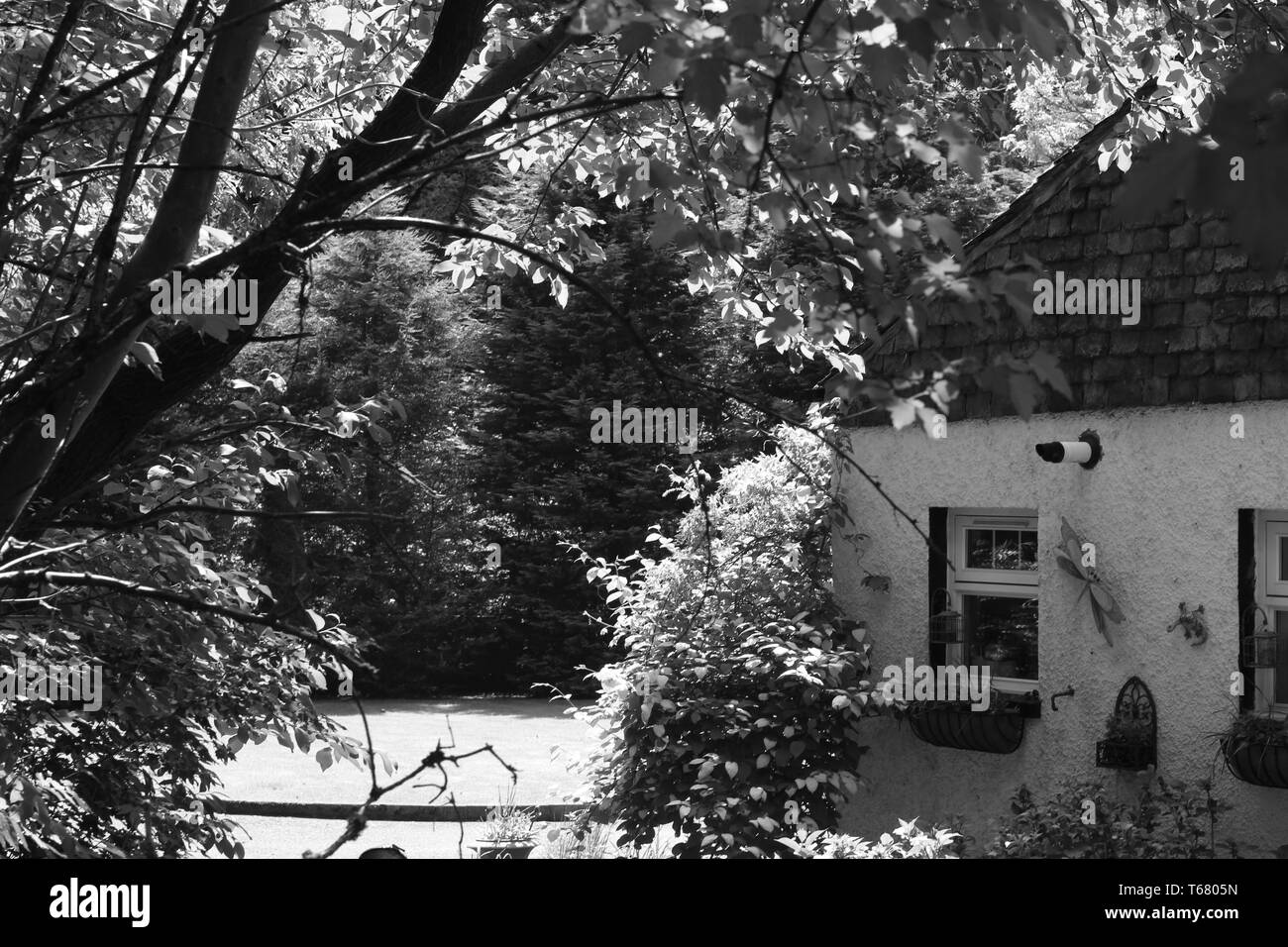 Linn Park, Glasgow Stock Photo Alamy