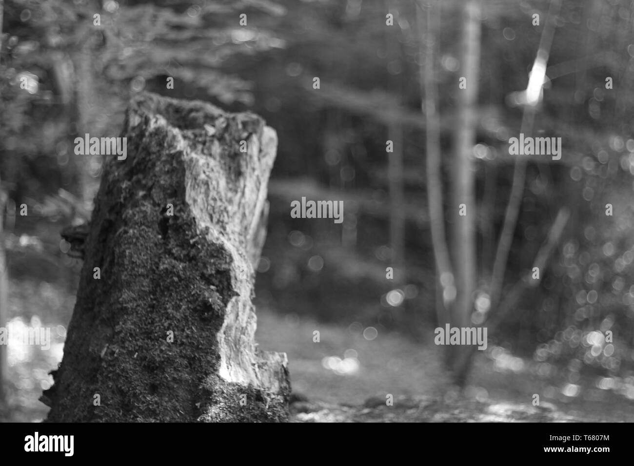 Linn Park, Glasgow Stock Photo Alamy
