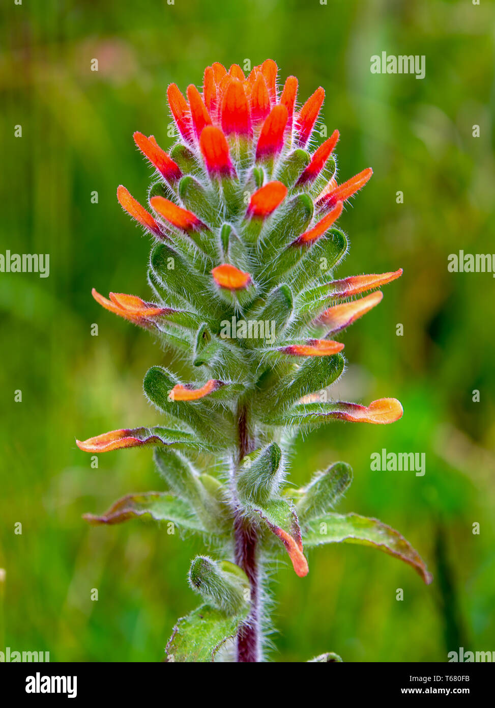 The exotic beauty of a scarlet Indian paintbrush flower captured in a macro photography at the Andean mountains of Colombia. (vertical) Stock Photo