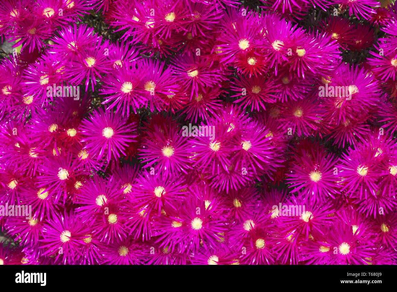 Crystalline iceplant or Midday Flower, Mesembryanthemum crystallinum Stock Photo
