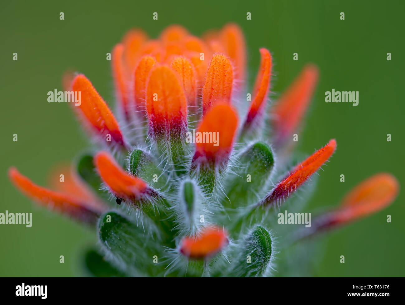 The exotic beauty of a scarlet Indian paintbrush flower captured in a macro photography at the Andean mountains of central Colombia. Stock Photo