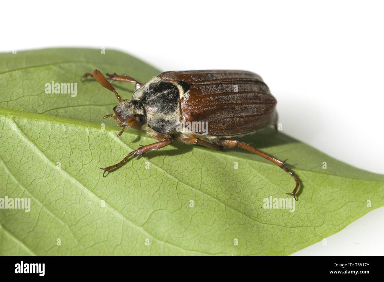 Cockchafer, Melolontha melolontha Stock Photo - Alamy