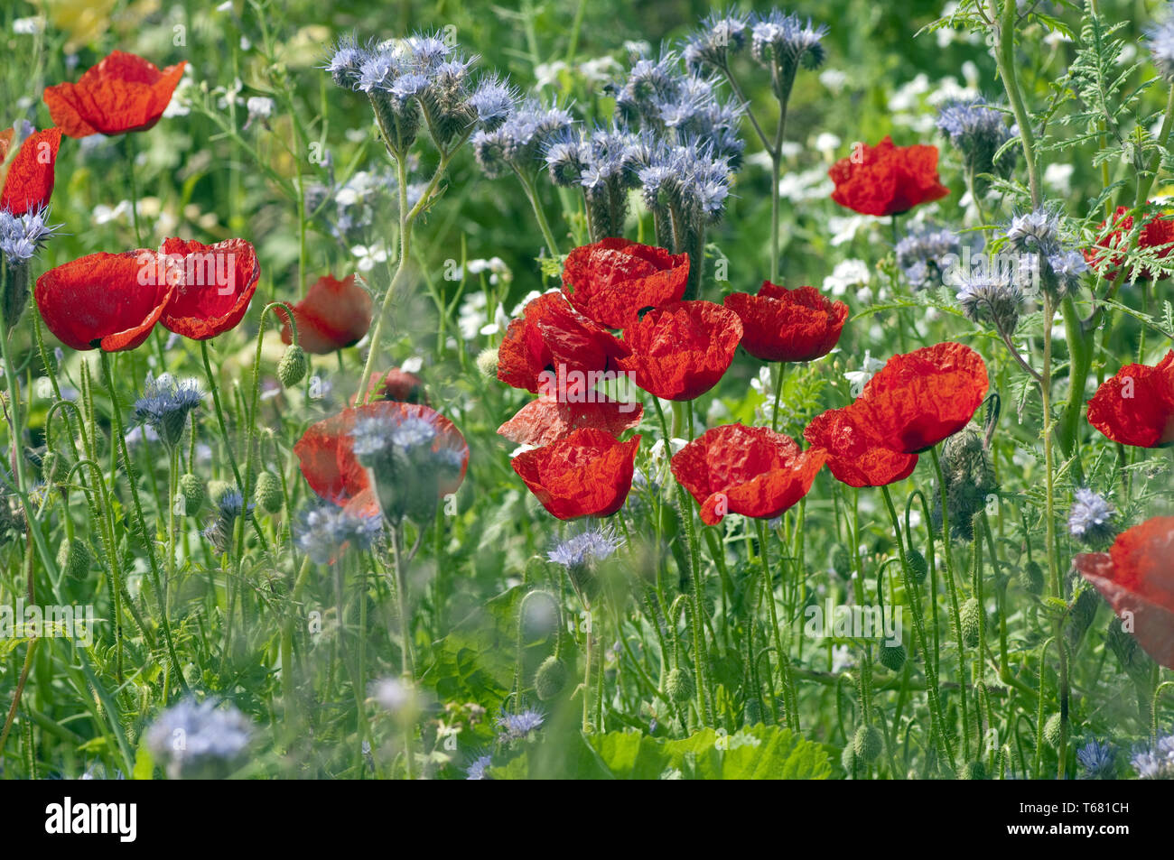 Central European Wildflower Meadow, Southern Germany Stock Photo Alamy