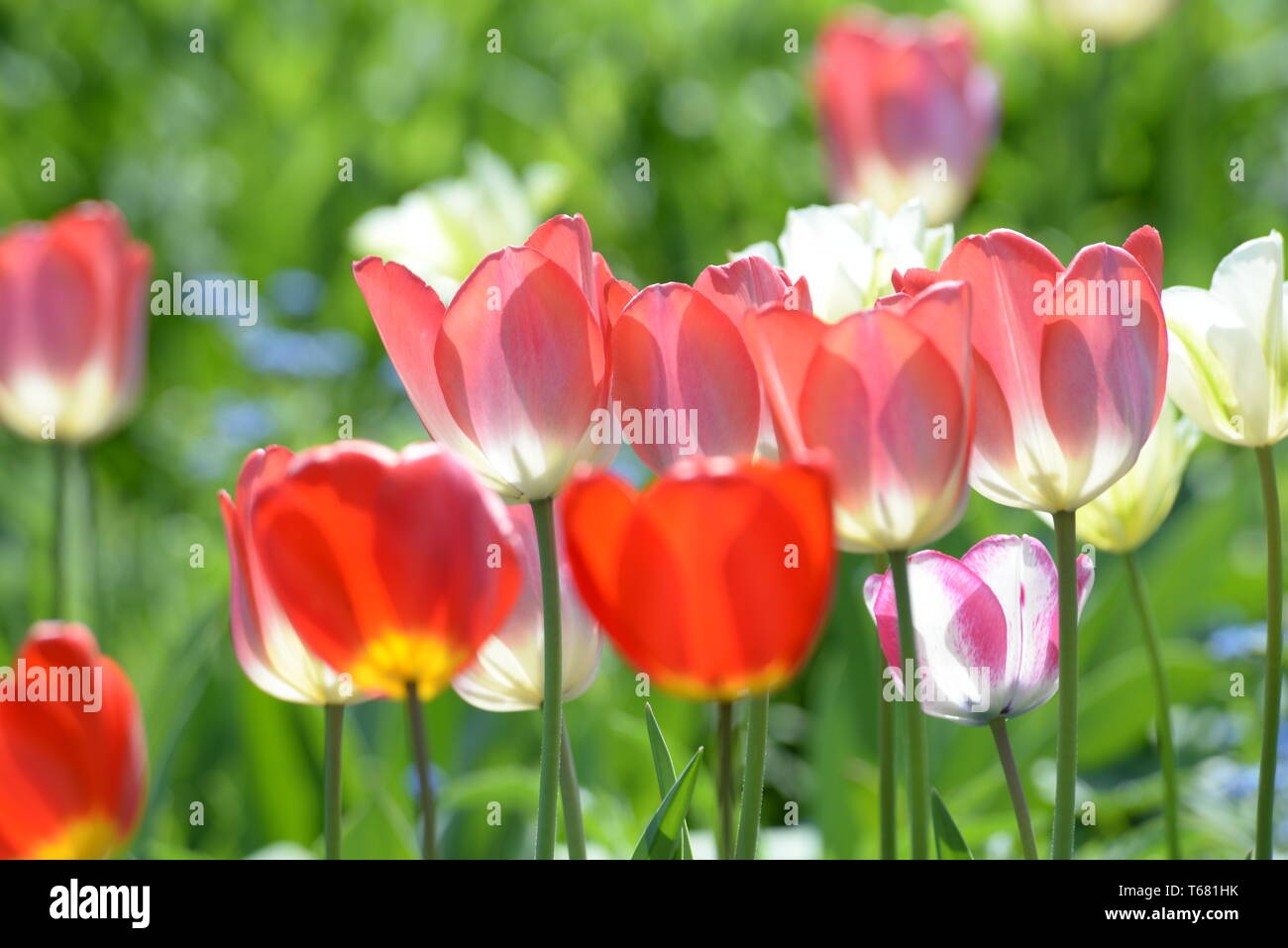 Tulip blooming season in the Netherlands, Europe Stock Photo Alamy