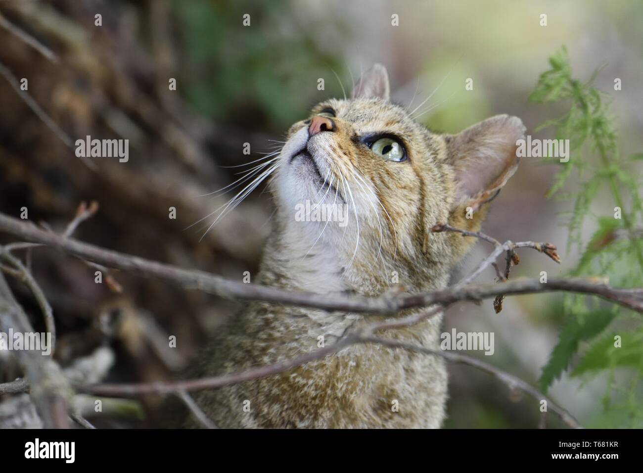 European Wild Cat, Felis silvestris, South Germany Stock Photo