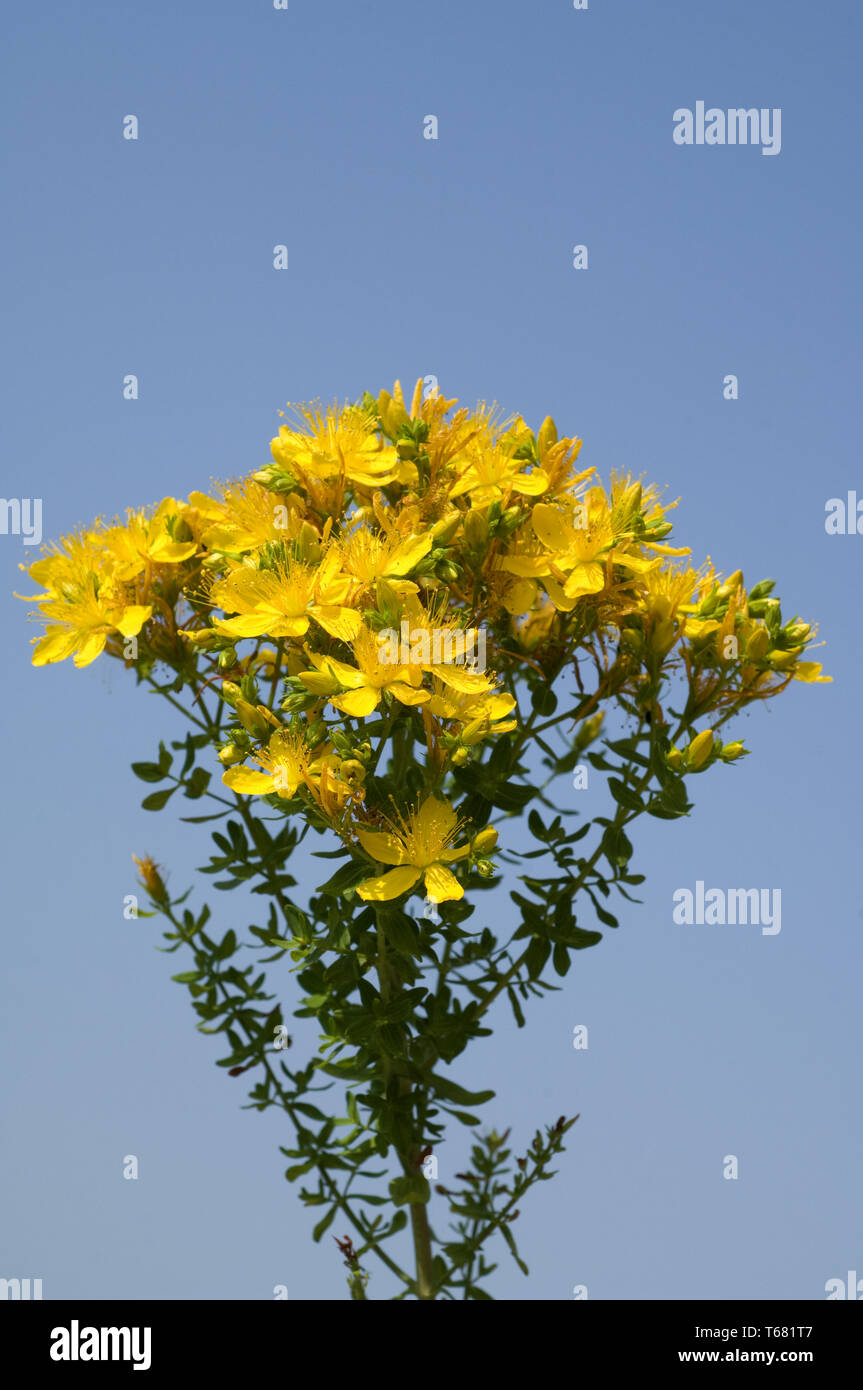 chasedevil, Klamath weed, Tipton's weed, goat weed, St. John's wort