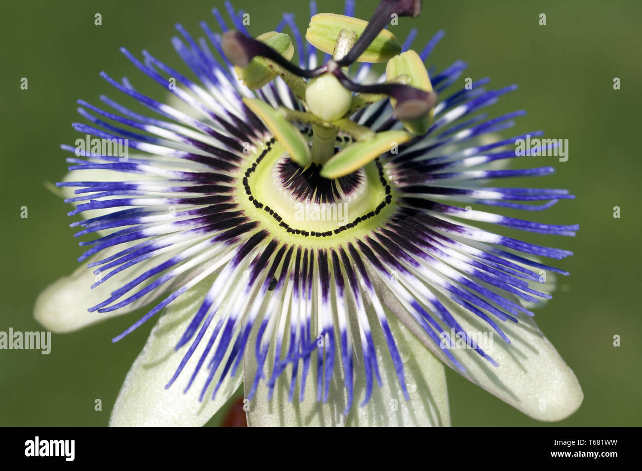 Passion Flower (Passiflora) Stock Photo