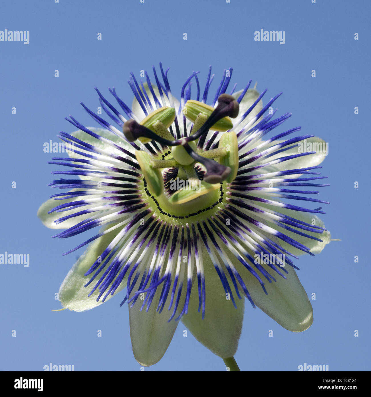Passion Flower (Passiflora) Stock Photo