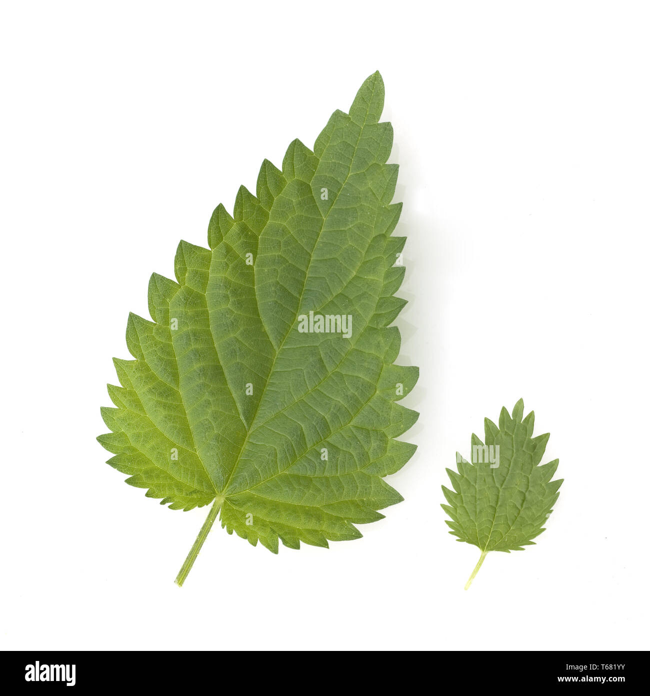 Big stinging nettle Cut Out Stock Images & Pictures - Alamy