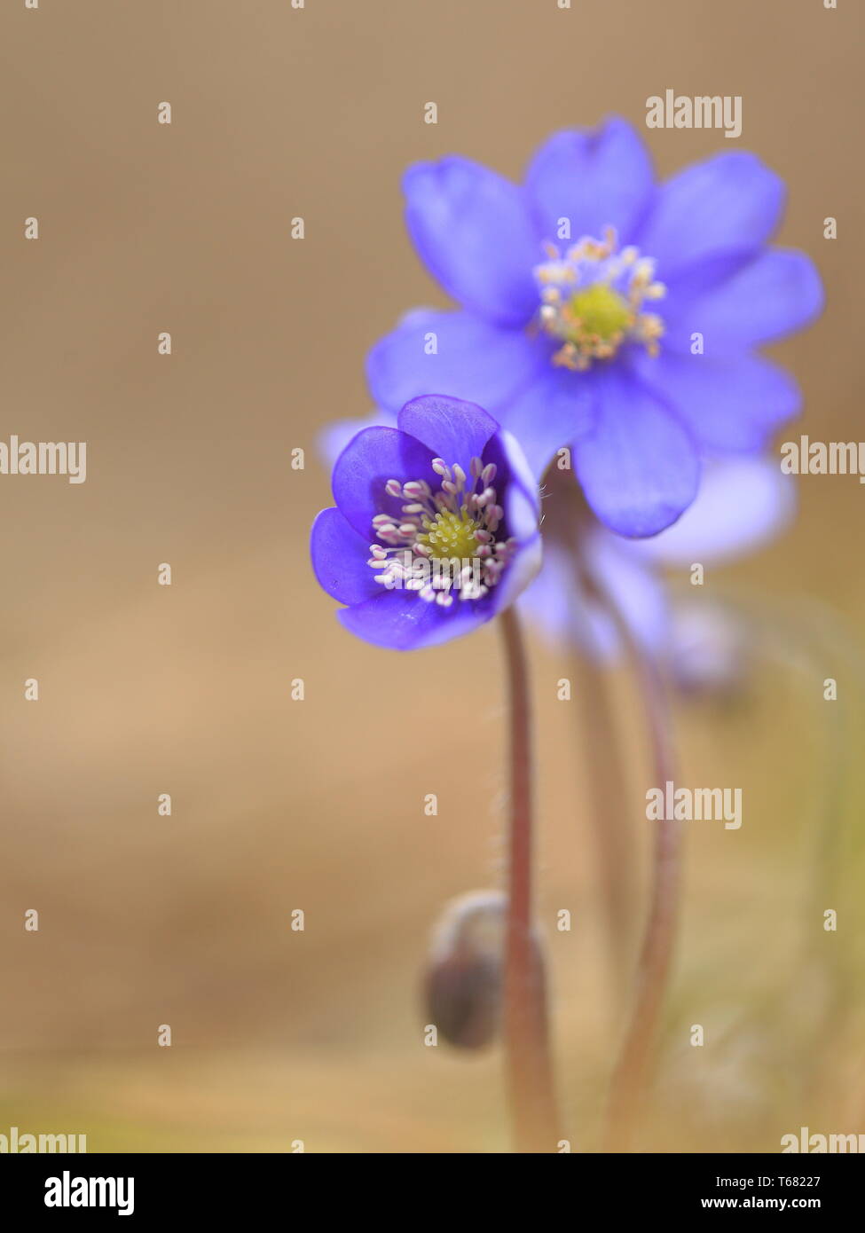 Liverwort, Anemone hepatica Stock Photo