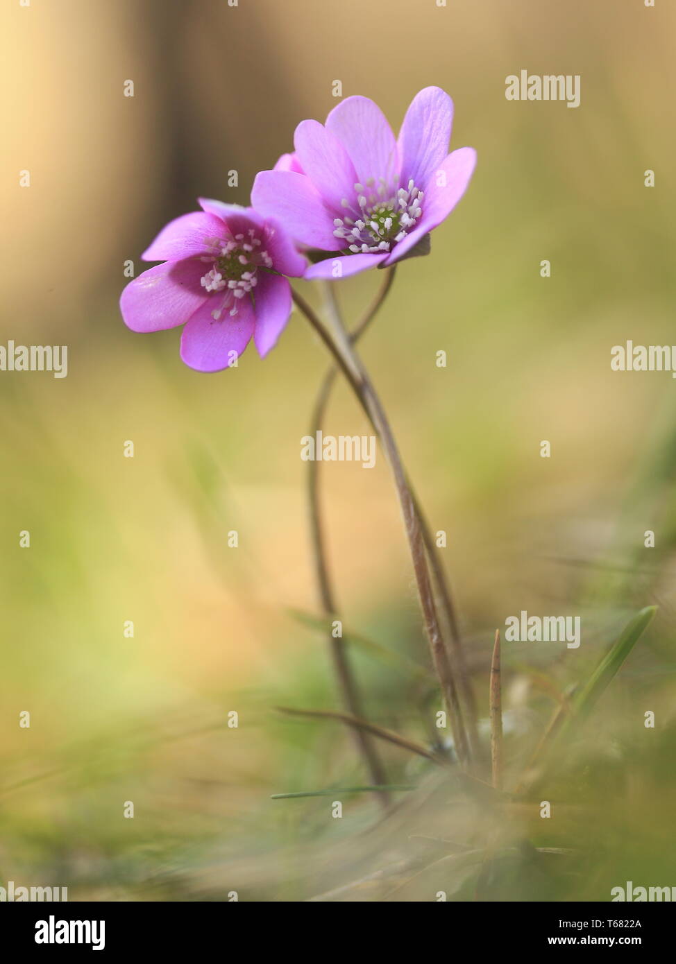 Liverwort, Anemone hepatica Stock Photo