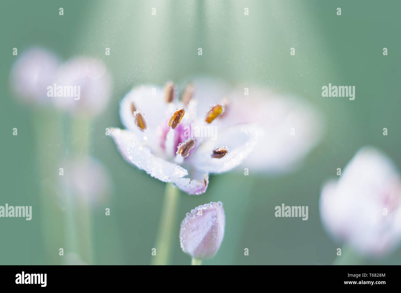 Defocused background of wildflowers. Light effect and drops. Stock Photo