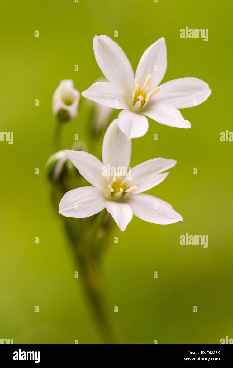 White Grass Lily (Ornithogalum umbellatum) Flowers on blurred green Background Stock Photo