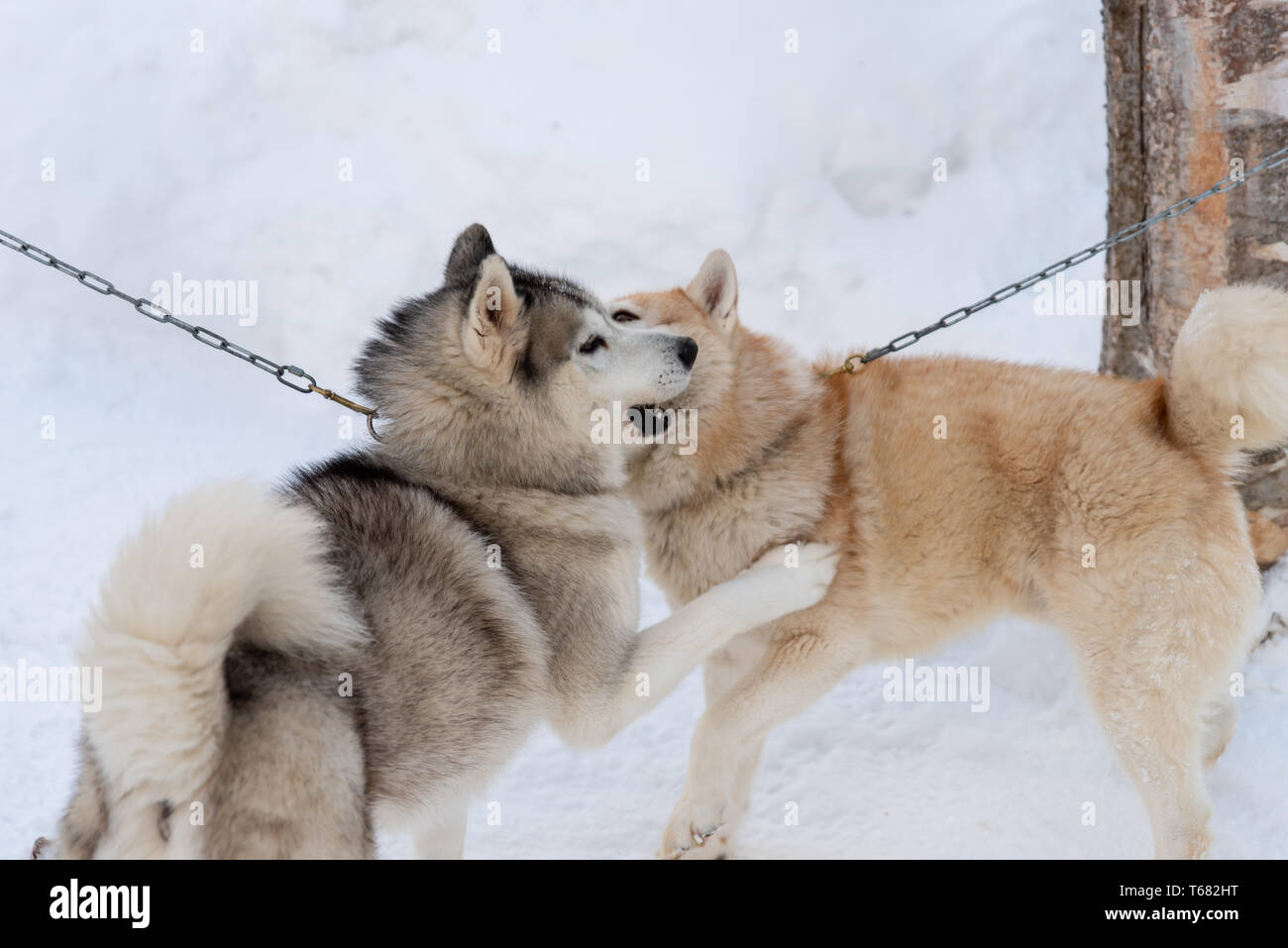 Portrait young Alaskan Malamute in the snow Stock Photo