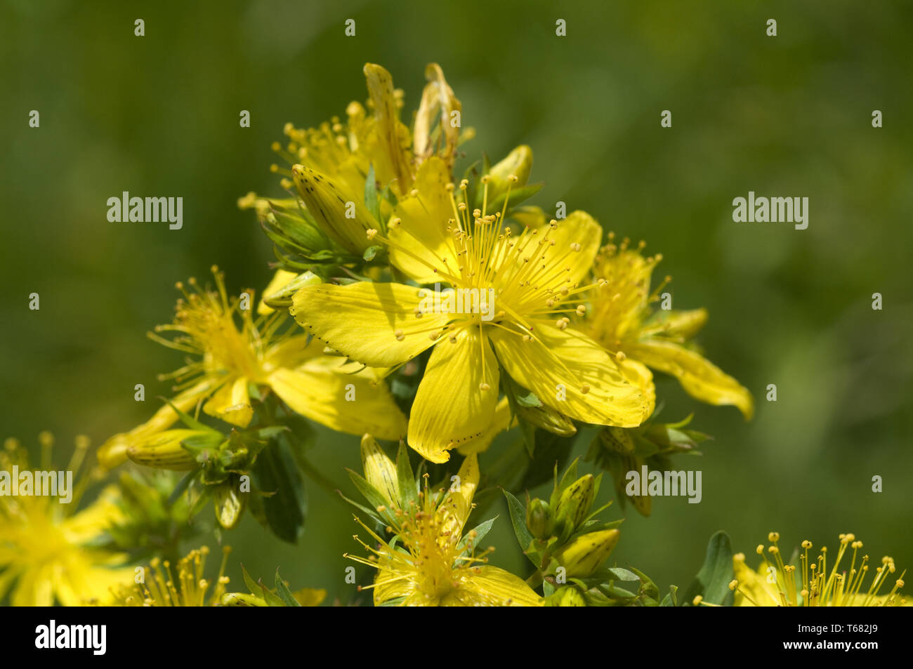 chasedevil, Klamath weed, Tipton's weed, goat weed, St. John's wort