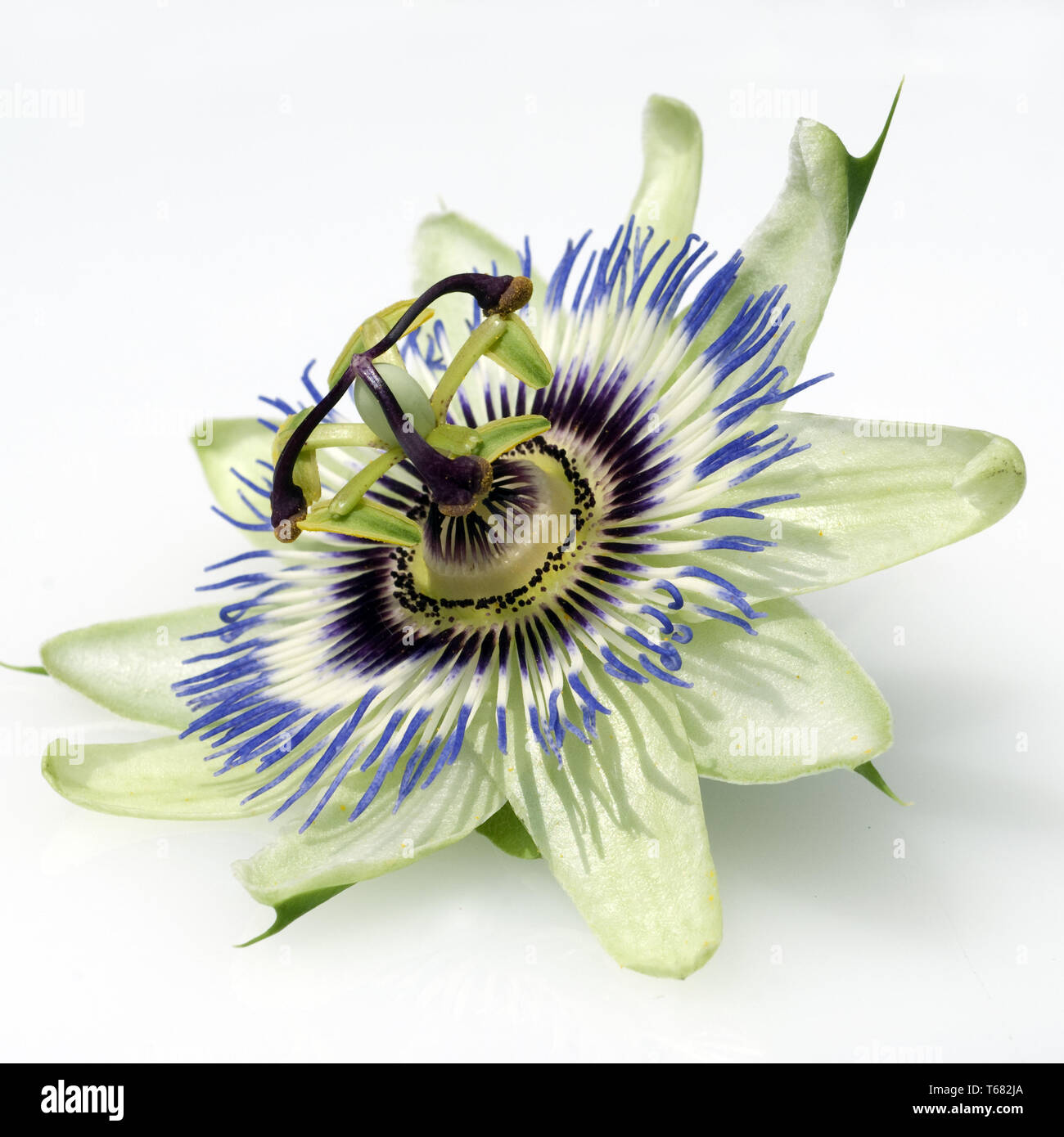 Passion Flower (Passiflora) Stock Photo