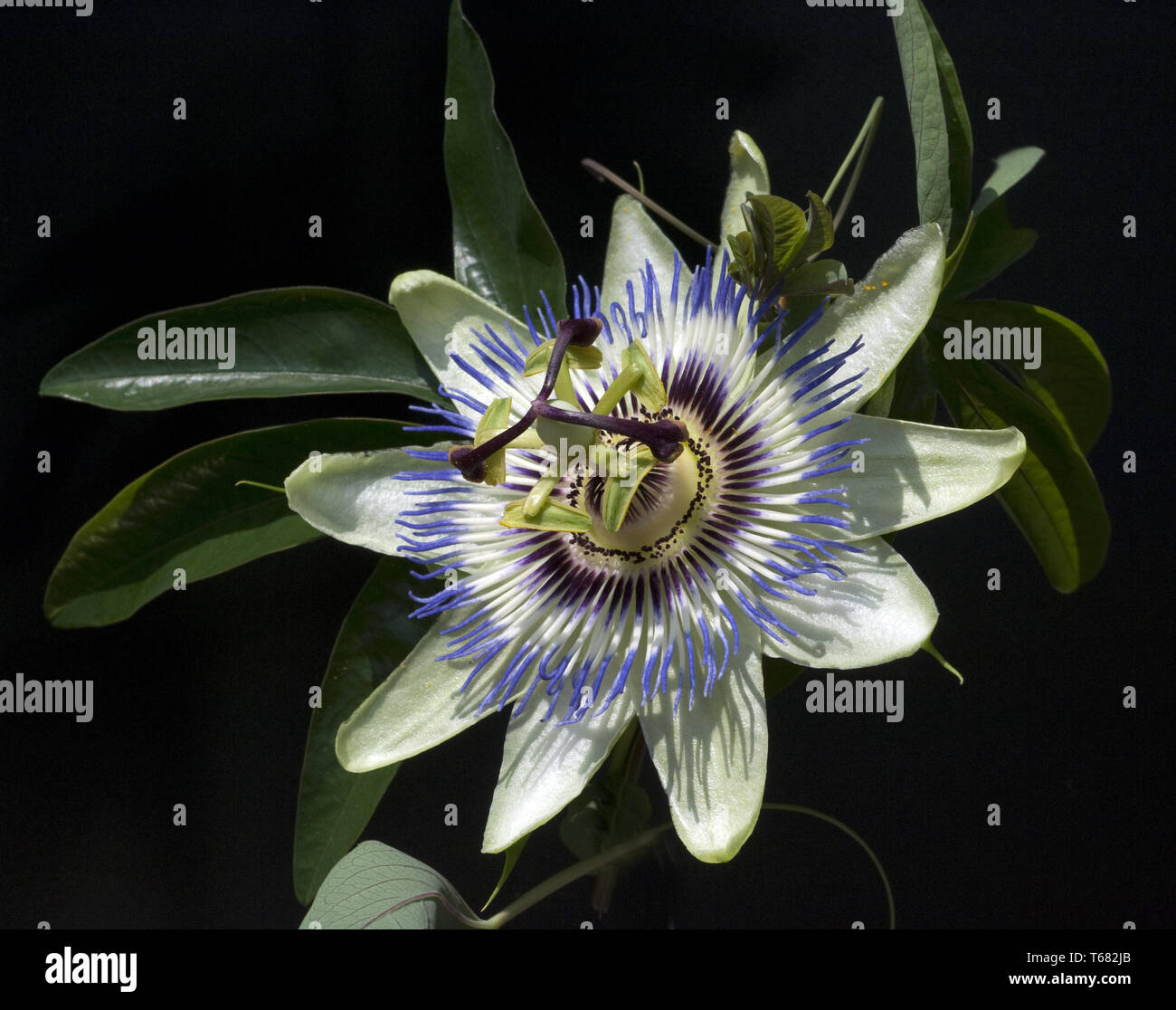 Passion Flower (Passiflora) Stock Photo