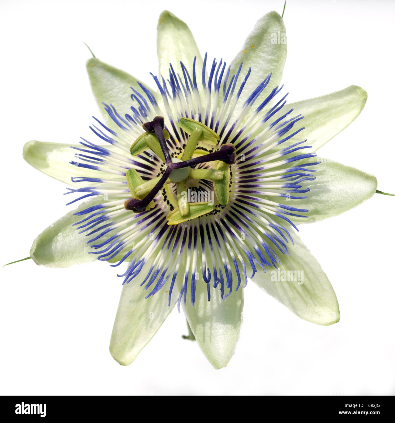 Passion Flower (Passiflora) Stock Photo
