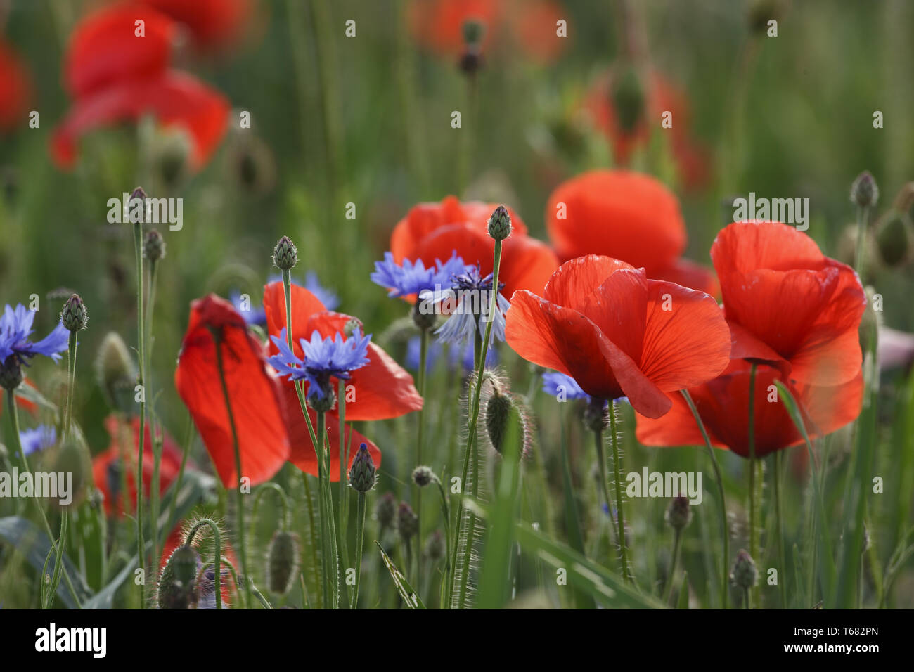 corn poppy or headwark, Papaver rhoeas Stock Photo Alamy