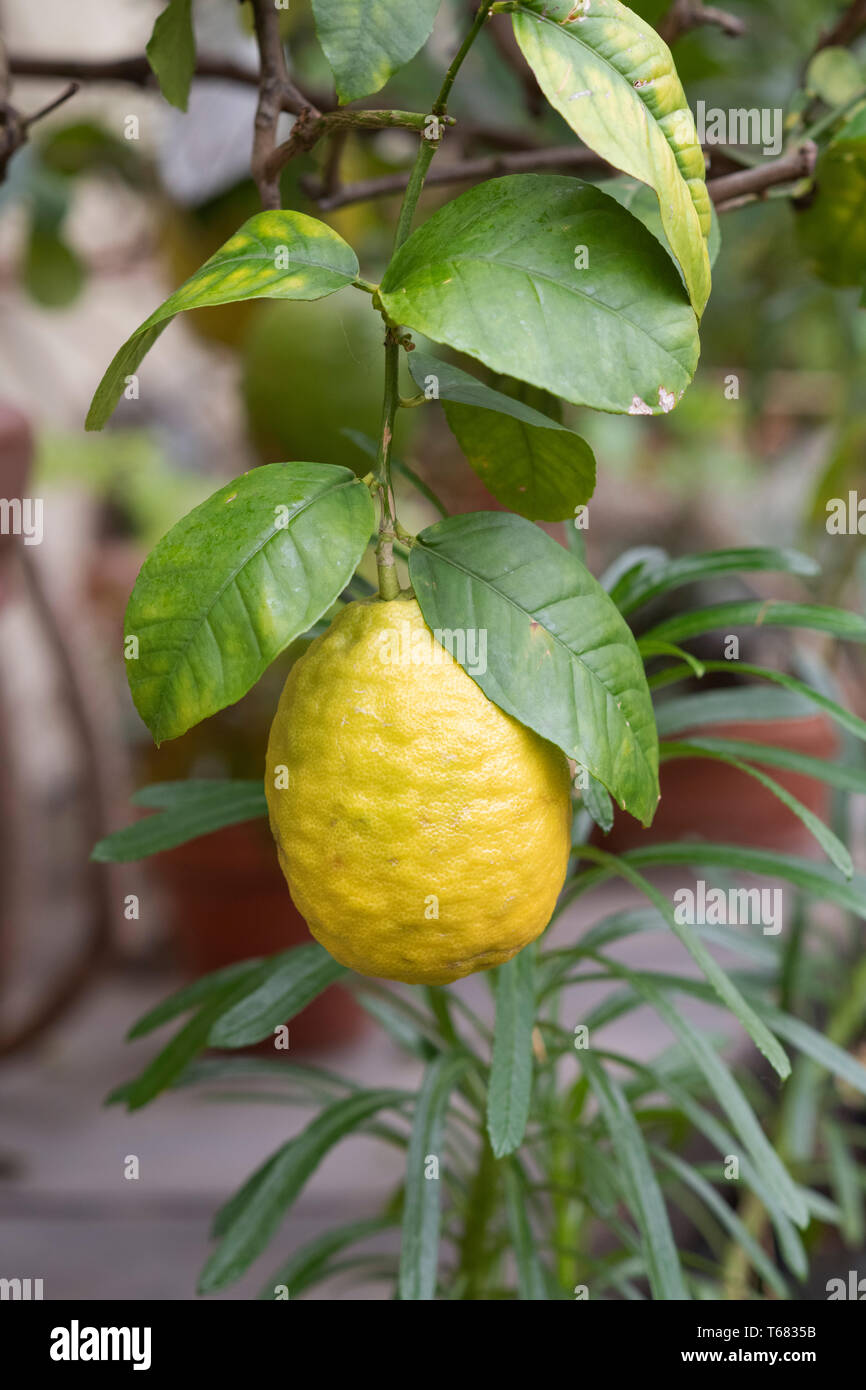 Citrus medica. Citron fruit inside the glasshouse at RHS Wisley Gardens, Surrey, England Stock Photo
