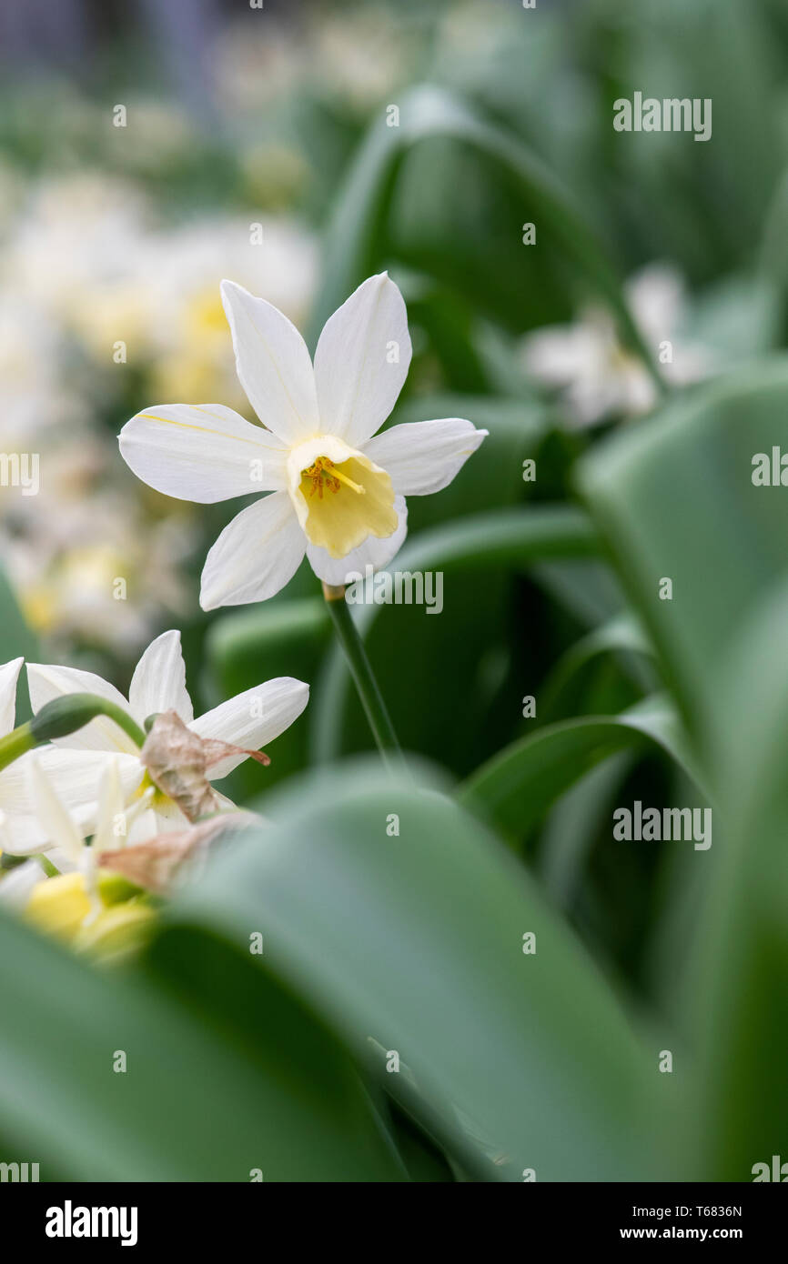 Narcissus 'Sailboat. Daffodil 'Sailboat’. Jonquil daffodil flowers Stock Photo