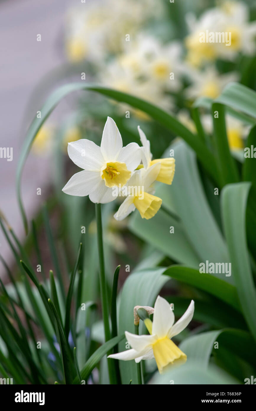 Narcissus 'Sailboat. Daffodil 'Sailboat’. Jonquil daffodil flowers Stock Photo