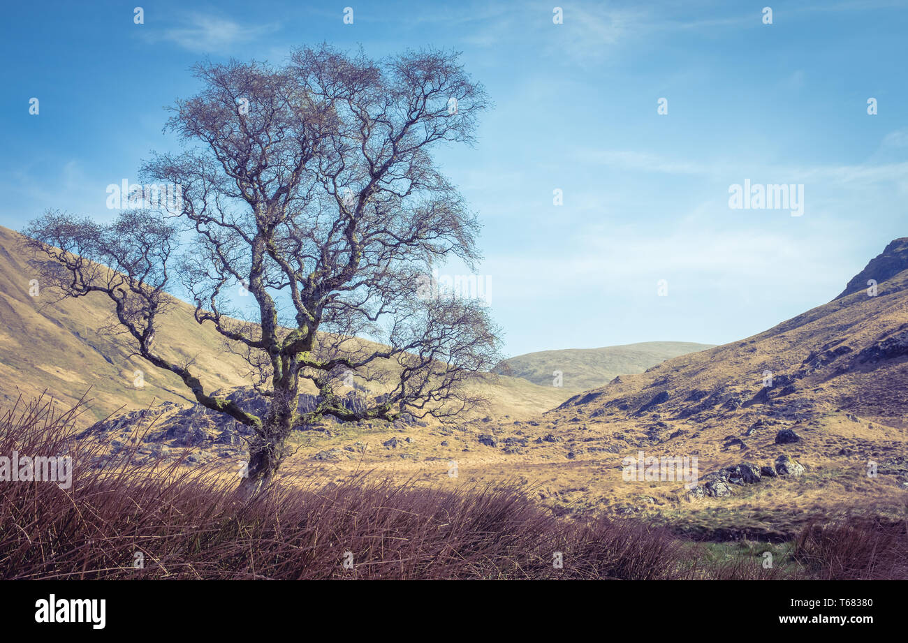 Barren Dry And Rocky Landscape Wilderness With A Single Tree In The Scottish Borders Stock Photo