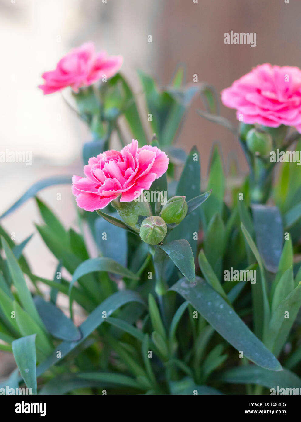 pink clove flower Stock Photo