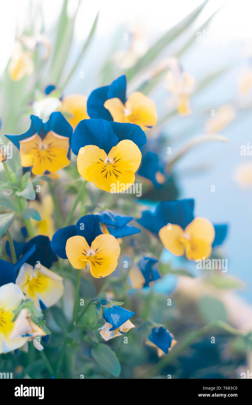 horned pansy or viola cornuta flowers Stock Photo
