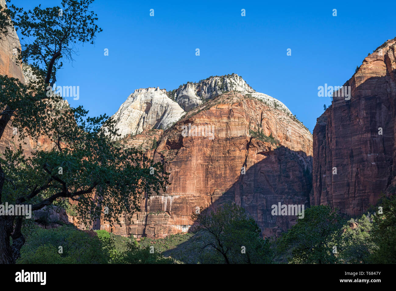 View of rock formations from in front of the Zion Lodge. Zion National Park, Utah, USA. Stock Photo