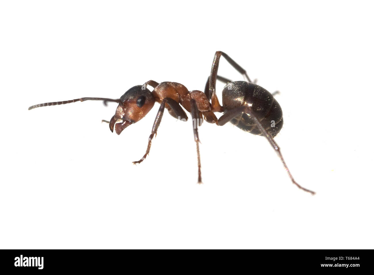 Horse ant or Red Wood Ant, Formica rufa, Germany Stock Photo