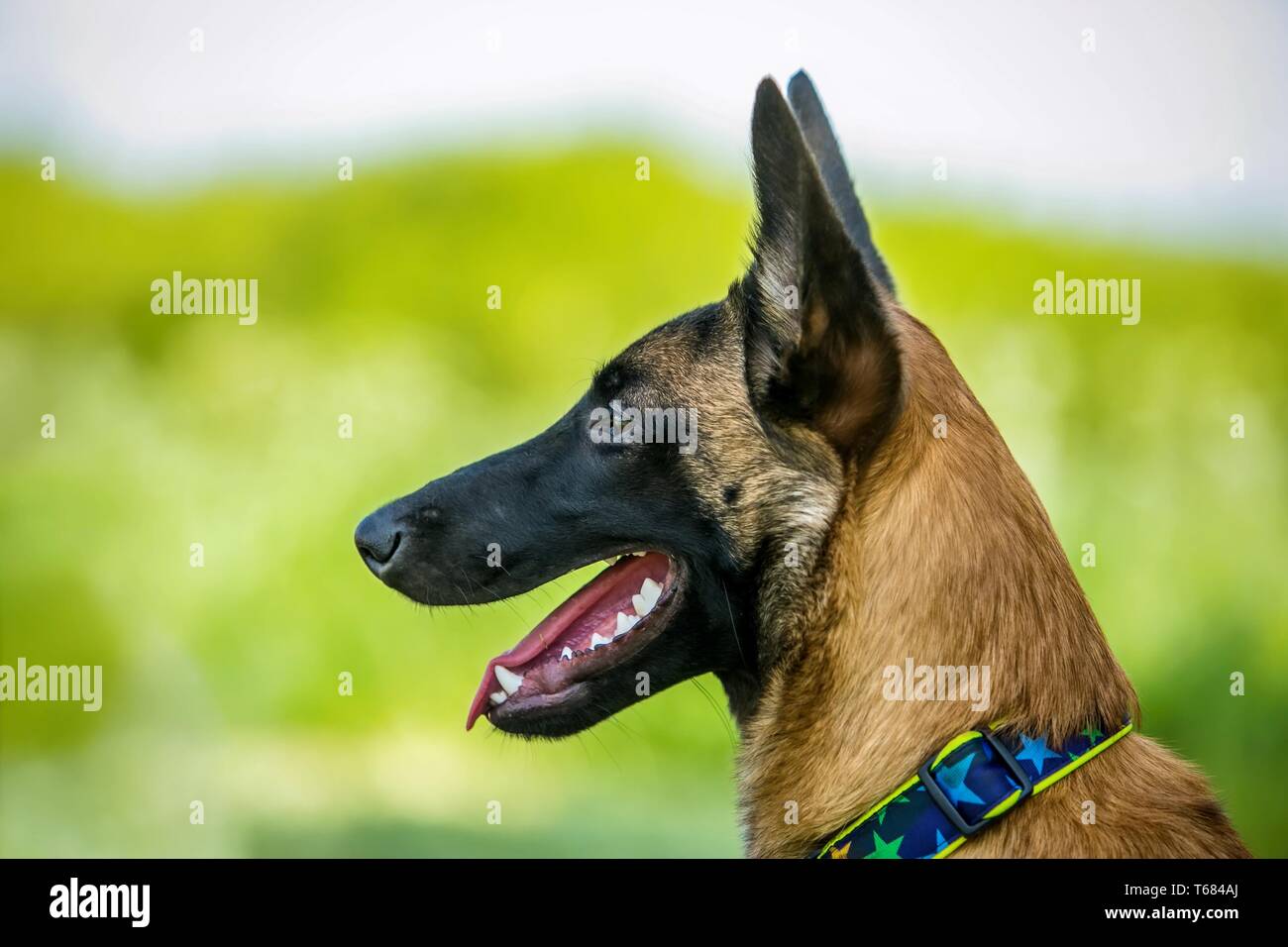 In Profile Portrait Of Malinois Dog With Black Muzzle Long Ears And Brown Hair Open Mouth Pink Tongue White Teeth Dog Collar On Sunny Summer Day Stock Photo Alamy