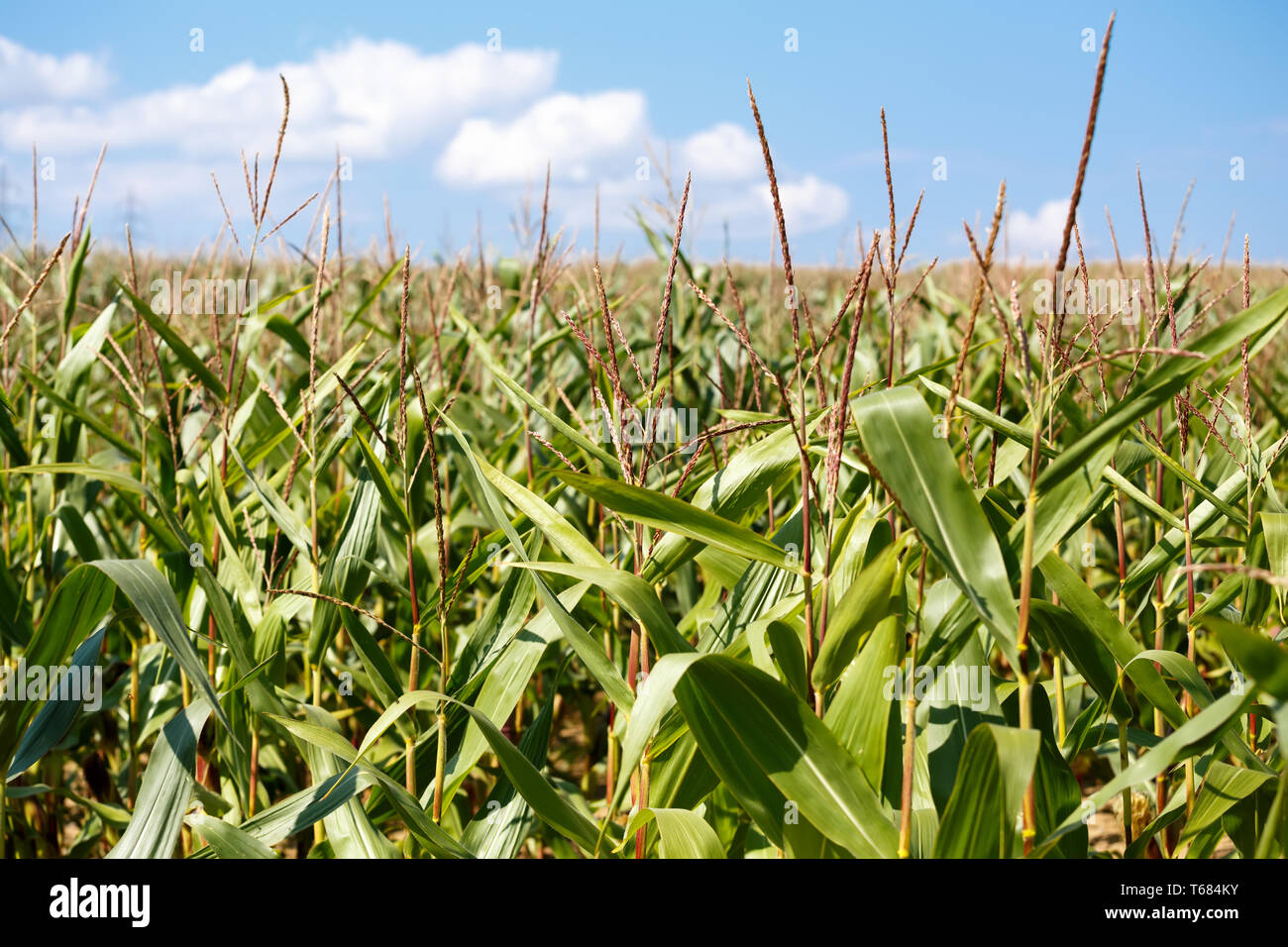 green field of corn growing up Stock Photo - Alamy