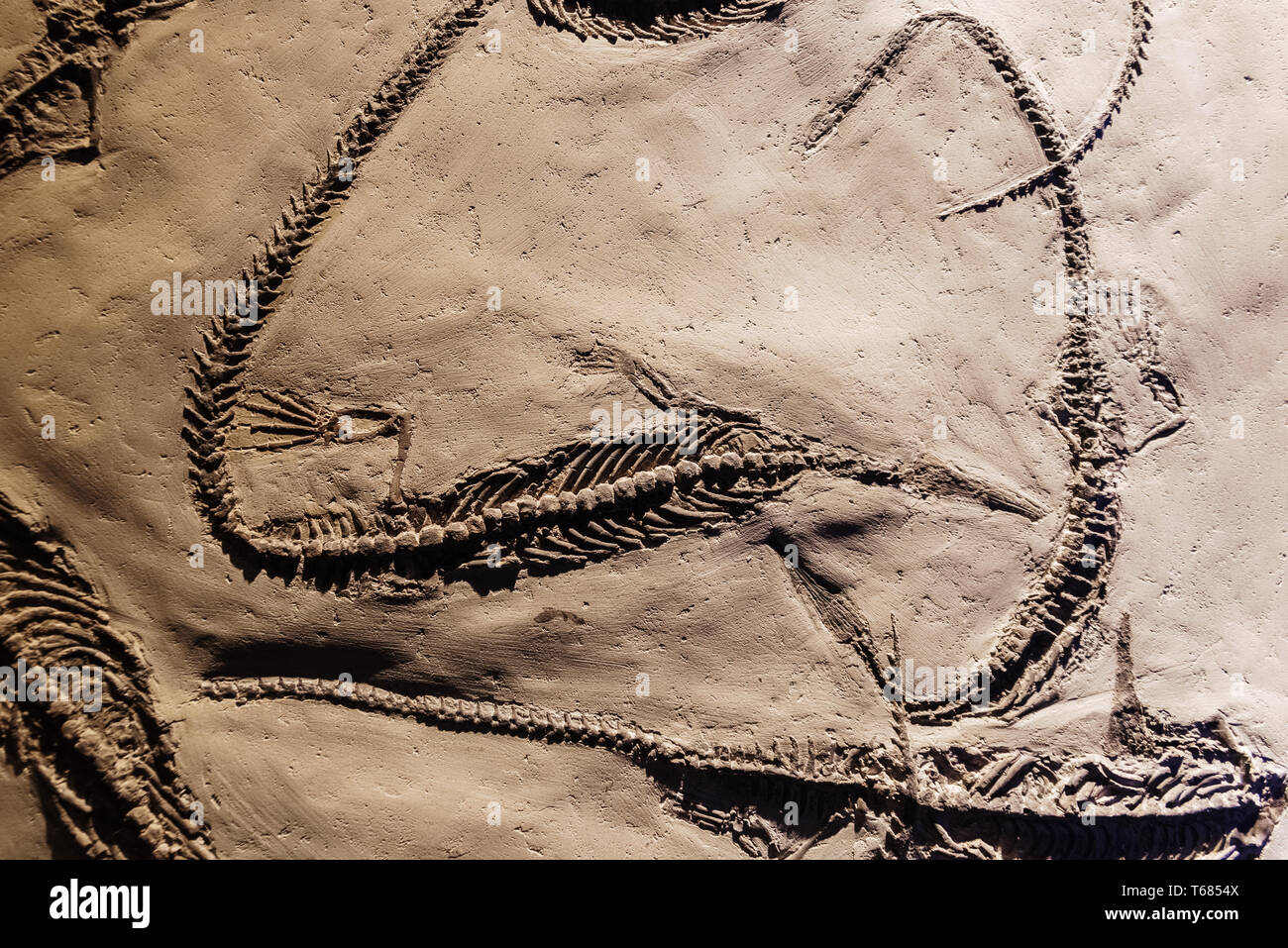 Mesosaurus fossils hires stock photography and images Alamy