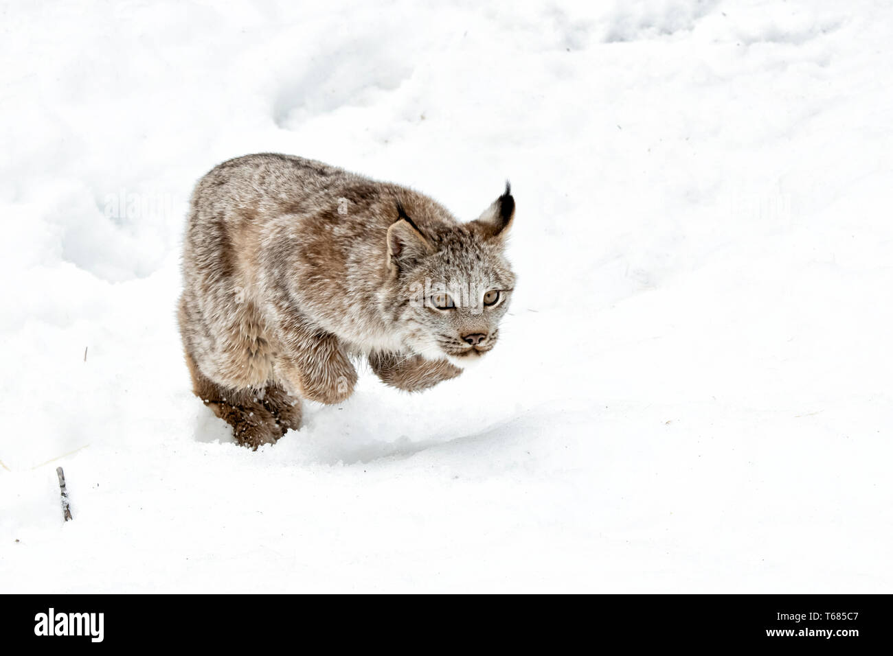 North America; United States; Alaska; Wildlife; Mammals; Predators