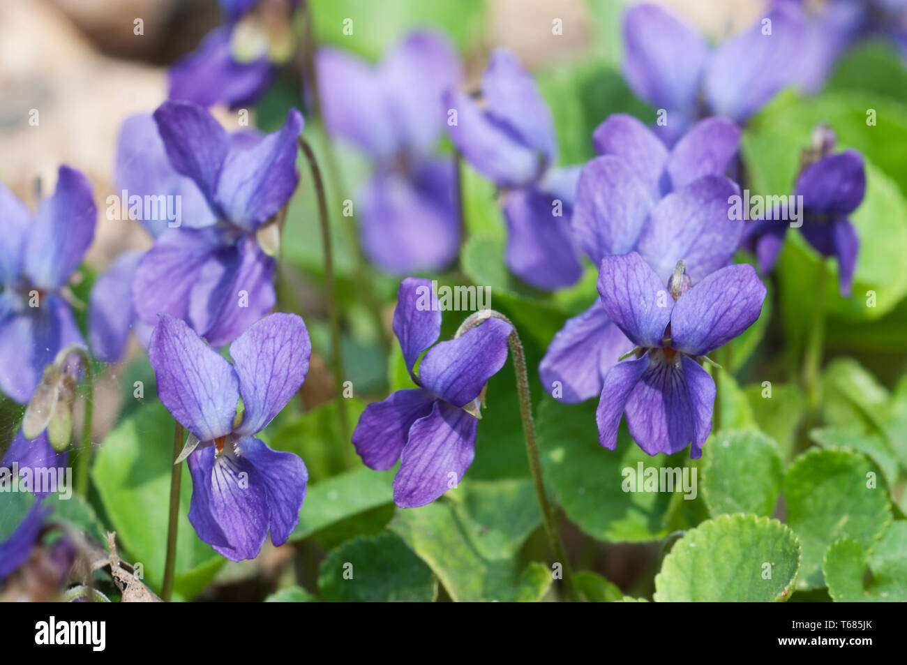 Viola palustris (marsh violet) flowers, close up shot Stock Photo Alamy
