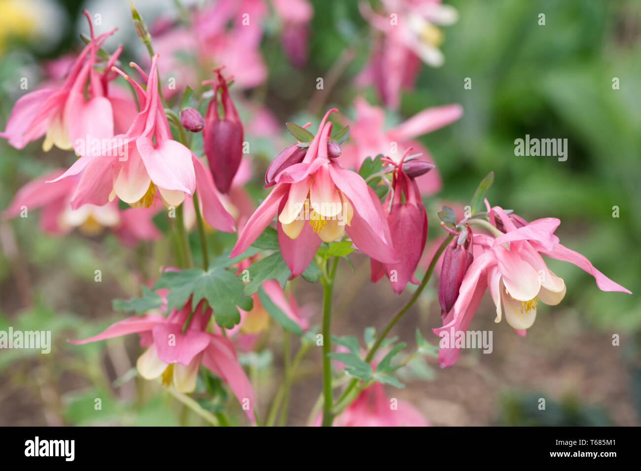Pink and Yellow Aquilegias flowering in Spring. Stock Photo