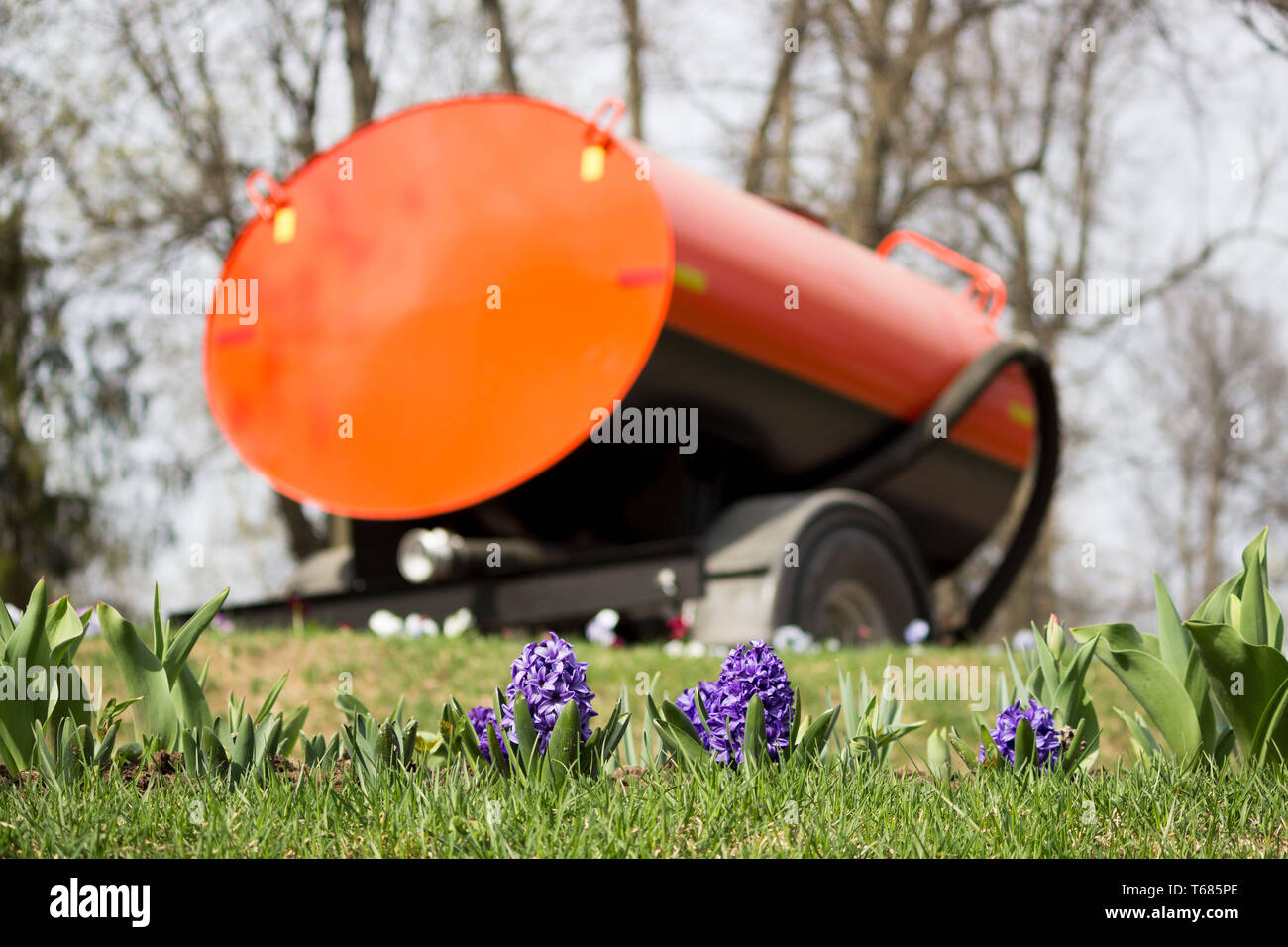 a large orange barrel of water stands on a multi-tiered flower hill in Gatchina Park for watering hyacinths and daffodils. Stock Photo