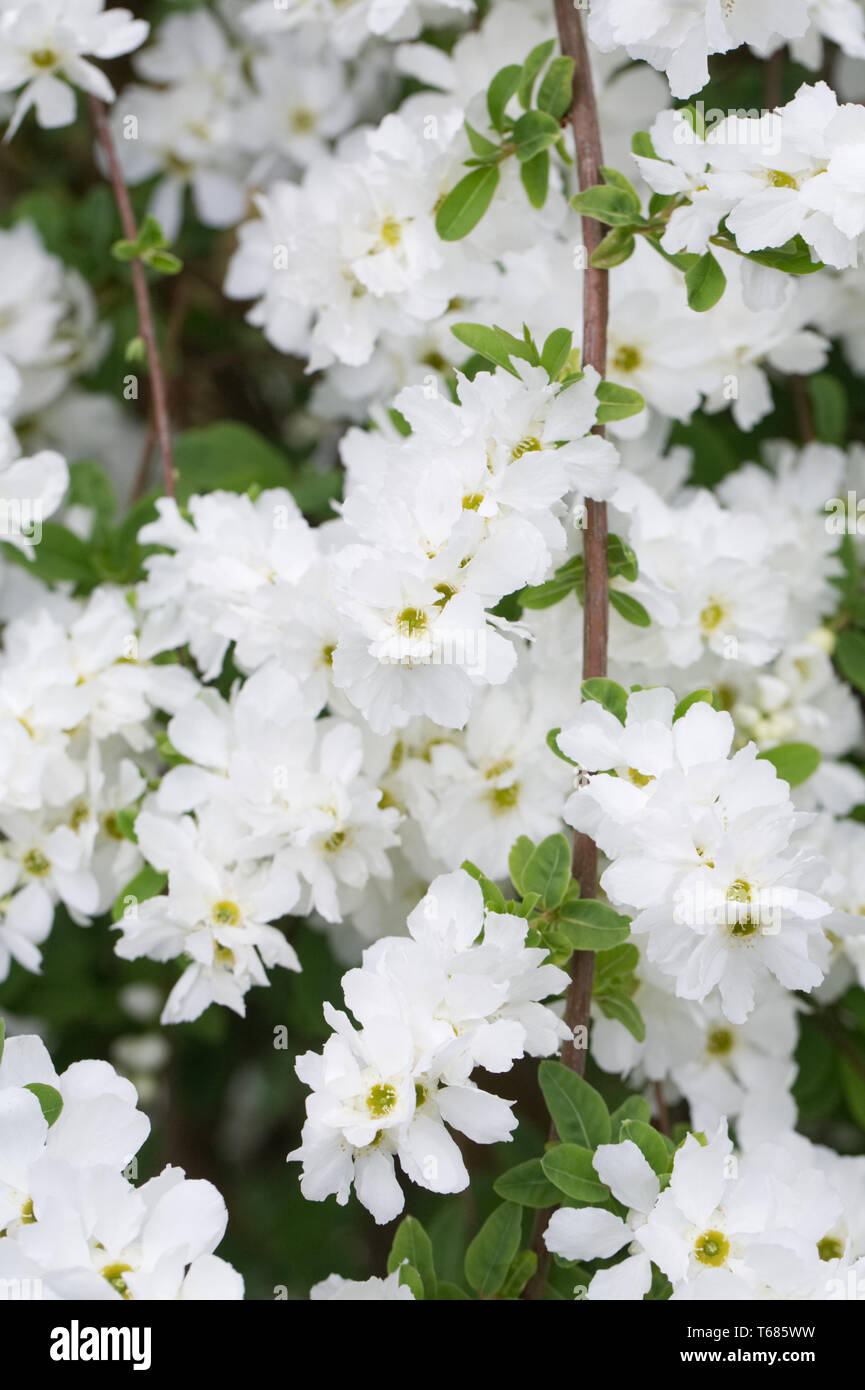 Exochorda x macrantha 'The Bride' flowers. Stock Photo