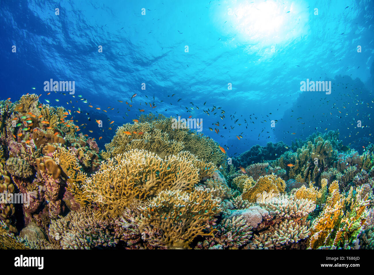 Vibrant coral reef in tropical water, with multi coloured hard and soft corals surrounded by orange and silver fish, with the sun and ocean surface Stock Photo