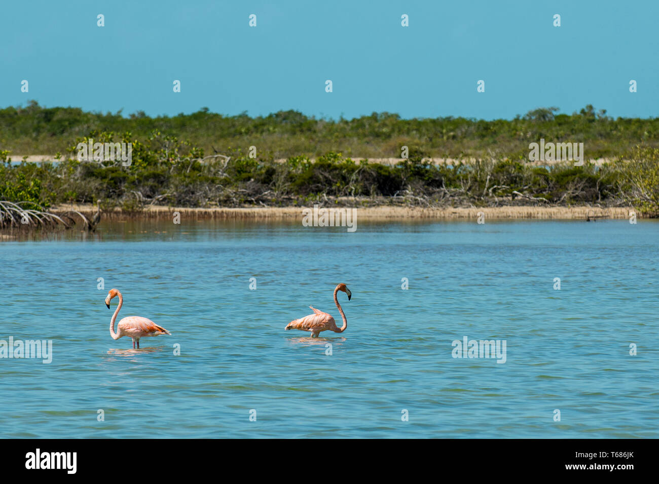 Flamingo pond caicos hi-res stock photography and images - Alamy