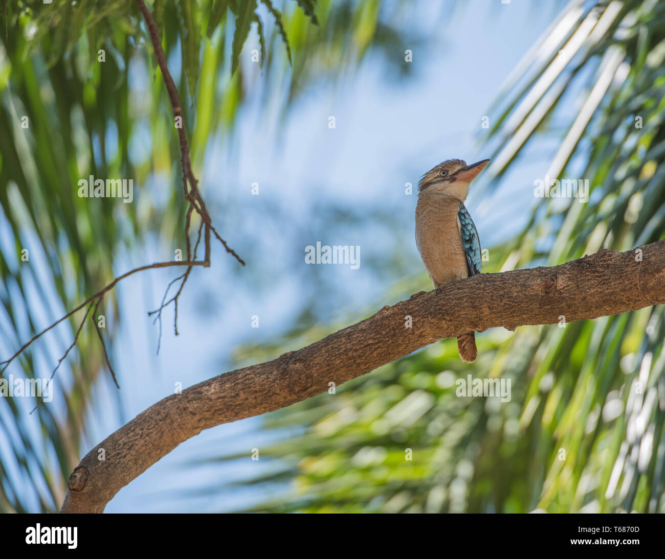 Blue-winged kookaburra perching in a tropical tree on a sunny day in Darwin, Australia Stock Photo