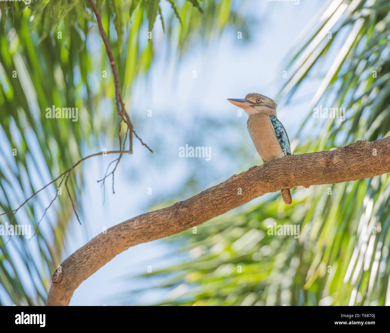 Blue-winged kookaburra perching in a tropical tree on a sunny day in Darwin, Australia Stock Photo